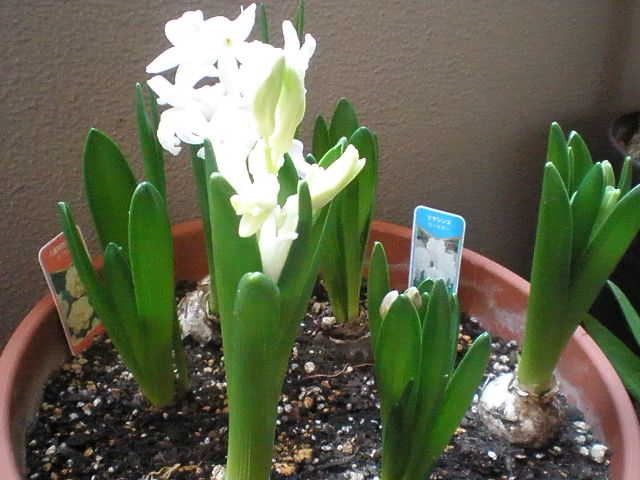 P3100940-0.JPG