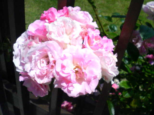P9000462-0.JPG