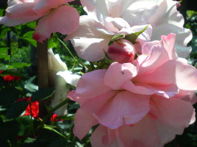 P9000464-0.JPG