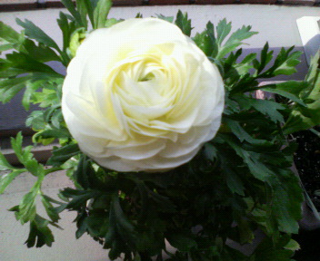 200803030957000.jpg