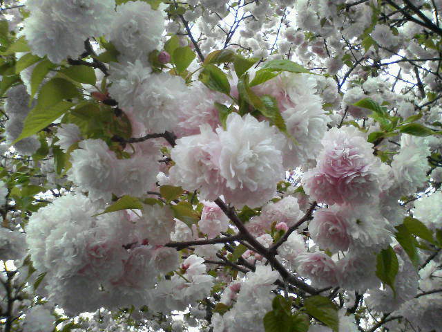 201204182022000.jpg